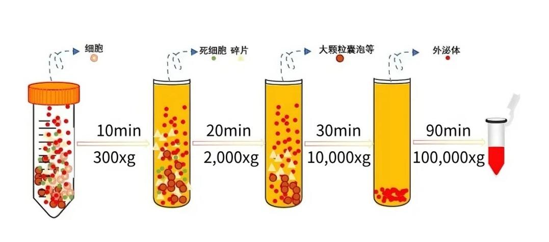 差速超速离心法提取流程图